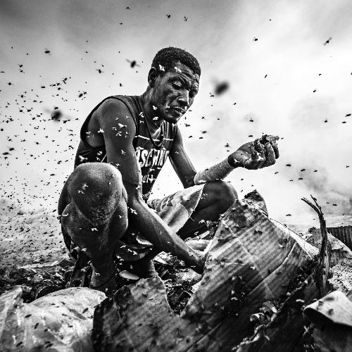 The Kingdom of Flies - MUSE Photography Awards Category Winners of the Year Winner